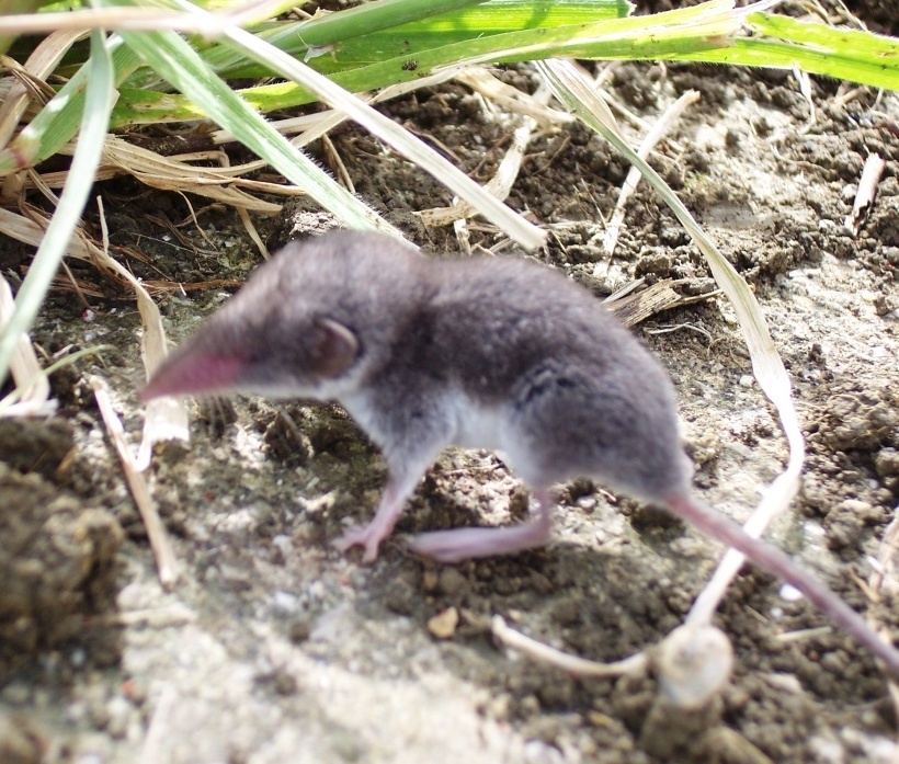 Mustiolo?  No, Crocidura sicula, molto giovane